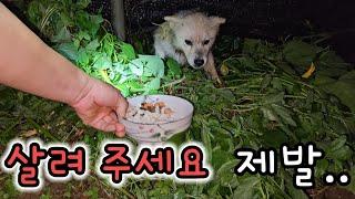 밤 12시 산속 폭우 속을 헤치며 살려 달라고  찾아온 유기견#Abandoned Dogs Visited the Mountain Late at Night#산속#유기견#진드기