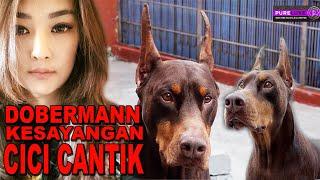 ANJING DOBERMANN AMERIKA KESAYANGAN CICI CANTIK