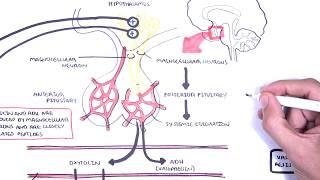 Oxytocin and vasopressinADH Posterior Pituitary Hormones Physiology