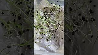 Onion seed germination  Easiest way to germinate seeds