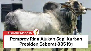 Pemprov Riau Ajukan Sapi Kurban Presiden Seberat 835 Kg