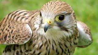 Peregrine Falcon Sounds  Peregrine Falcon Sound Effects  Peregrine Falcon Call  Falcon Noises