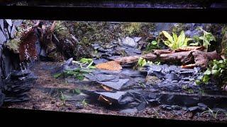 Amazing Salamander Paludarium