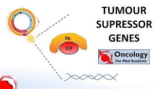 6. Tumour Suppressor Genes Retinoblastoma and the two hit hypothesis p53