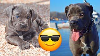 Cane Corso — Majestic And Funny Videos And Tik Toks Compilation