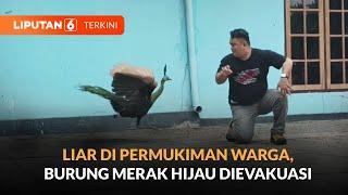 Liar di Permukiman Warga Burung Merak Hijau Dievakuasi  LIPUTAN 6