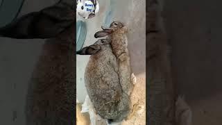 mating #animal #bunny #farming #rabbit #love #shorts