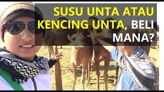 Pengalaman Pertama ke Peternakan Unta BELI SUSU ATAU KENCING? - DAILYVLOG