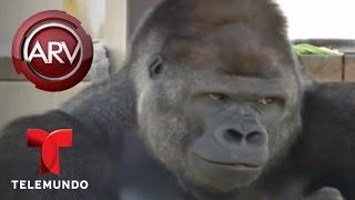 Un gorila de Japón es considerado como muy guapo  Al Rojo Vivo  Telemundo