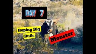 Day 7 Roping Big bulls in the Desert