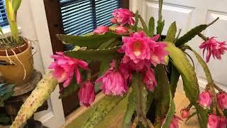 Epiphyllum Orchid Cactus in Bloom