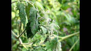 Identifying and Treating Tomato Plant Pests tomatoes pest tomatoes whiteflies