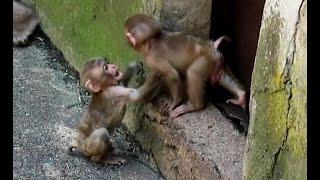 Baby monkeys playing together