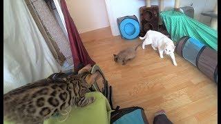 Bengal Kitten meets Cat & Kitten First Time  Bengal Kätzchen trifft Katze & Kätzchen Erste Mal