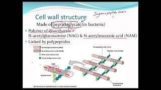 Bacterial cell structurecell wallglycocalyxendosporesflagellaplasma membrane microbiolog