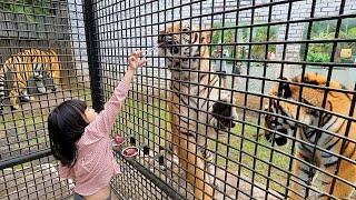 Takut Kasih Makan Harimau dan Berenang di Waterpark