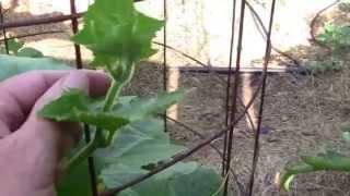 3 Great Reasons to Grow Cucumbers in Cages.