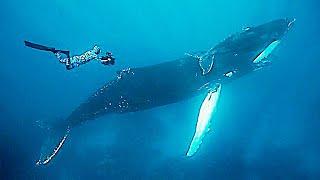 Baleias e Golfinhos Pelos Mares do Mundo Documentário Completo Lawrence Whaba