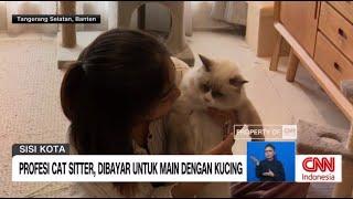 Profesi Cat Sitter Dibayar untuk Main Dengan Kucing