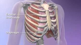 Learn@Visible Body - How the diaphragm helps breathing