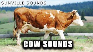 Cow Sounds  Animal Sounds with Peter Baeten