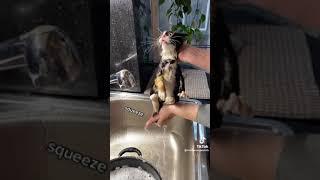 The way she squeezes the water out is so cute  #cats #kitten #catrescue