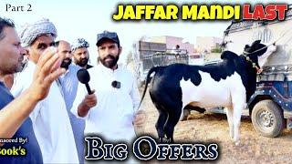 Last Jaffar Mandi Part 2 - Bakra Mandi 2024 - Dangerous Fateh Jangi bull 2024 - Qurbani 2024