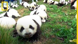 BABY BOOM de PANDAS GIGANTES en CHINA  National Geographic en Español