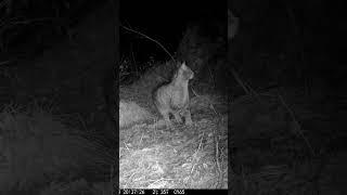 IL GATTO SELVATICO #felix #wildcat #appennino #animals