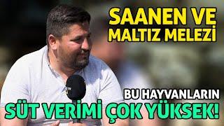 Saanen Maltız Melezi  Bu Hayvanların Süt Verimi Çok Yüksek