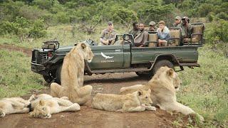 AFRICAN SAFARI 4K  Incredible Big Five animal sightings Kruger National Park