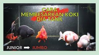 CARA MEMBUAT IKAN KOKI TUMBUH BESAR DAN SEHAT DI AQUARIUM... KITA SHARING YUK...