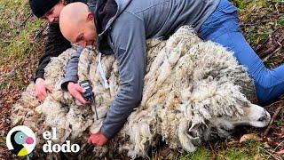 Oveja rescatada de la montaña se ve tan diferente ahora  El Dodo