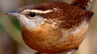 Carolina wren song  call  sounds  Bird