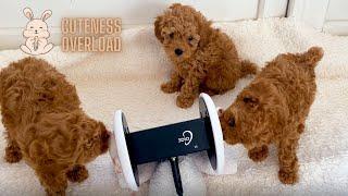 ASMR  Puppies nibbles on your ears for sweet and tingly relaxation cuteness overload