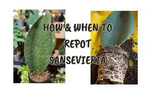 How & When to Repot Sansevieria ? Snake Plant Pup   How to Repot Snake Plant  whale fin