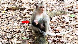 Newborn baby monkey sucking the mothers breast so sweet and sleeping with mom. #monkey #babymonkey