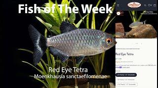Red Eye Tetra Moenkhausia sanctaefilomenae #imperialtropicals #redeyetetra
