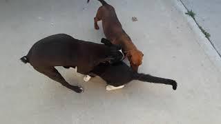 Dog humps cat