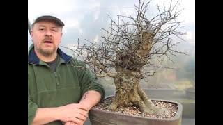 Stunning Hawthorn Gets Its Day - Creating Bonsai From A Hedge