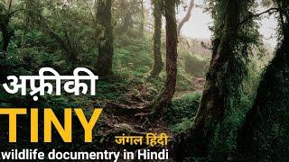 Tiny forests - हिंदी डॉक्यूमेंट्री  Africa wildlife documentry in Hindi