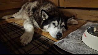 Old Husky Wakes Up Thirsty  ASMR Husky Drinking