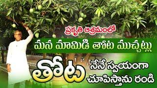 Mango Trees in Manthena Satyanarayana Raju Ashram  Vijayawada Ashramam  Dr. Manthena Official