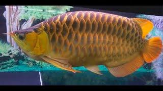 Best Top 5 Enormous Arowana Fish  Super Fat Sumo Arowanas - Huge Dragon Fish