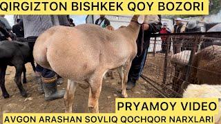 QIRGIZTON QOY BOZORIDAN PRYAMOY VIDEO ARASHAN AVGON QOY NARXLARI BILAN TANISHAMIZ