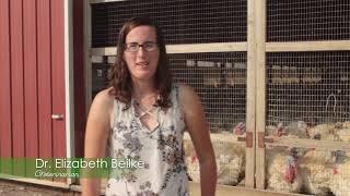 The Science of Turkey Farming