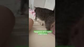 Котики такие котики \ без кота и жизнь не та