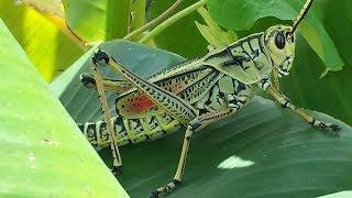 I made friends with a giant grasshopper Romalea guttata