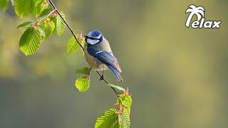 Forest Bird Sounds by the River in the Spring Forest- Long Sleep & Relaxation