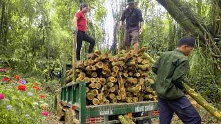 Transport Rented Lumber From Forest To The Lumberyard - Timber Exploitation  Đào Daily Farm
